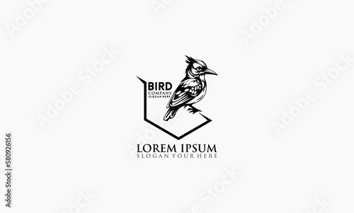 bird vector creative design tamplate logo