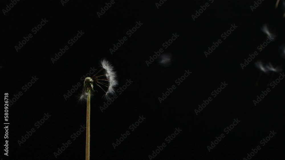 Slow motion of blowing white dandelion flower, seeds flying on black background