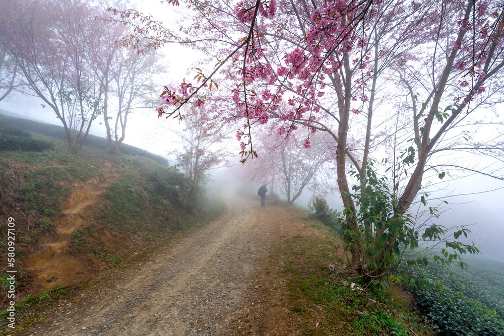 Cherry tree on tea hill flowers blossom bloom in spring in Sa Pa, Viet Nam Cherry tree on tea hill flowers blossom bloom in spring in Sa Pa, Viet Nam
