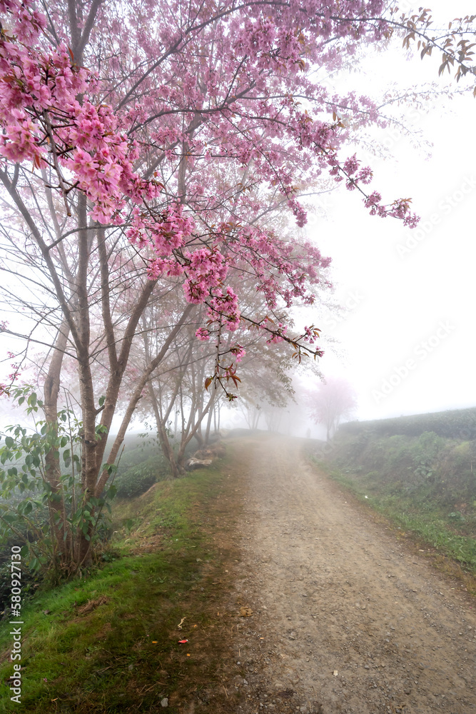 Naklejka premium Cherry tree on tea hill flowers blossom bloom in spring in Sa Pa, Viet Nam