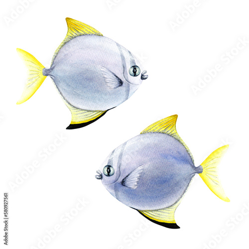Silver moony coral reef fish. Watercolor illustration isolated on white background