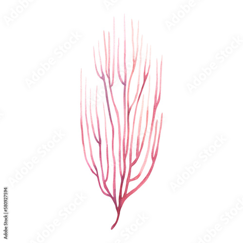 Sea fan ,coral reef organizm. Watercolor illustration isolated on white background © Modesta