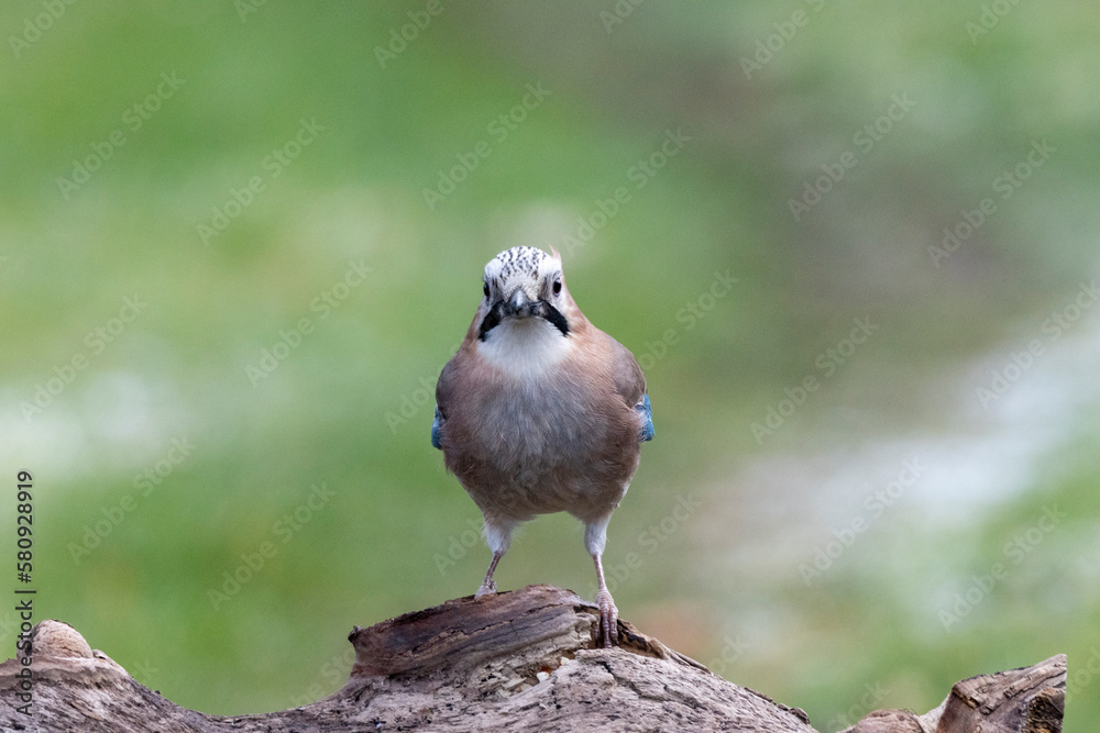 Naklejka premium Eichelhäher (Garrulus glandarius)