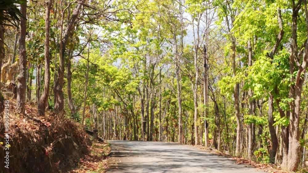 Point of view driving motorcycle on a winding road in jungle forest. 4K slow motion travel concept, Chiang Mai, Thailand. Point of view driving motorcycle on a winding road in jungle forest. 4K slow motion travel concept, Chiang Mai, Thailand.