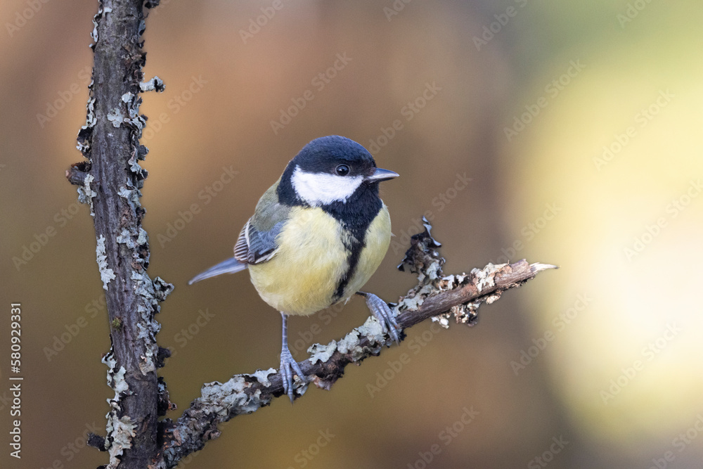 Obraz premium Kohlmeise (Parus major)