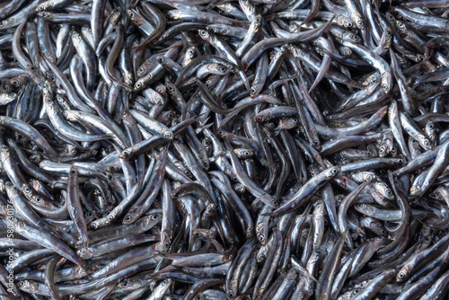 Pile of fresh raw European anchovy