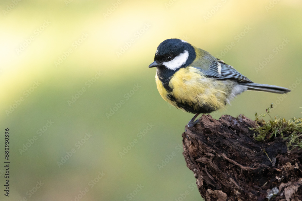 Fototapeta premium Kohlmeise (Parus major)