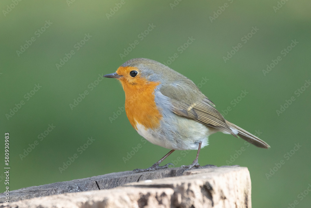 Rotkehlchen (Erithacus rubecula) Rotkehlchen (Erithacus rubecula)