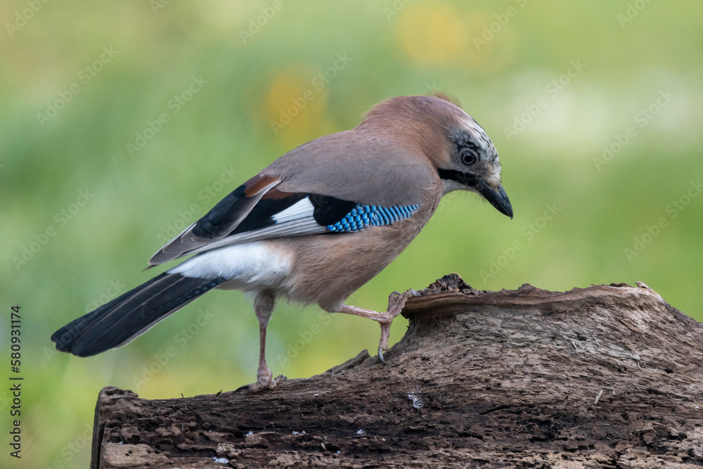 Eichelhäher (Garrulus glandarius) Eichelhäher (Garrulus glandarius)