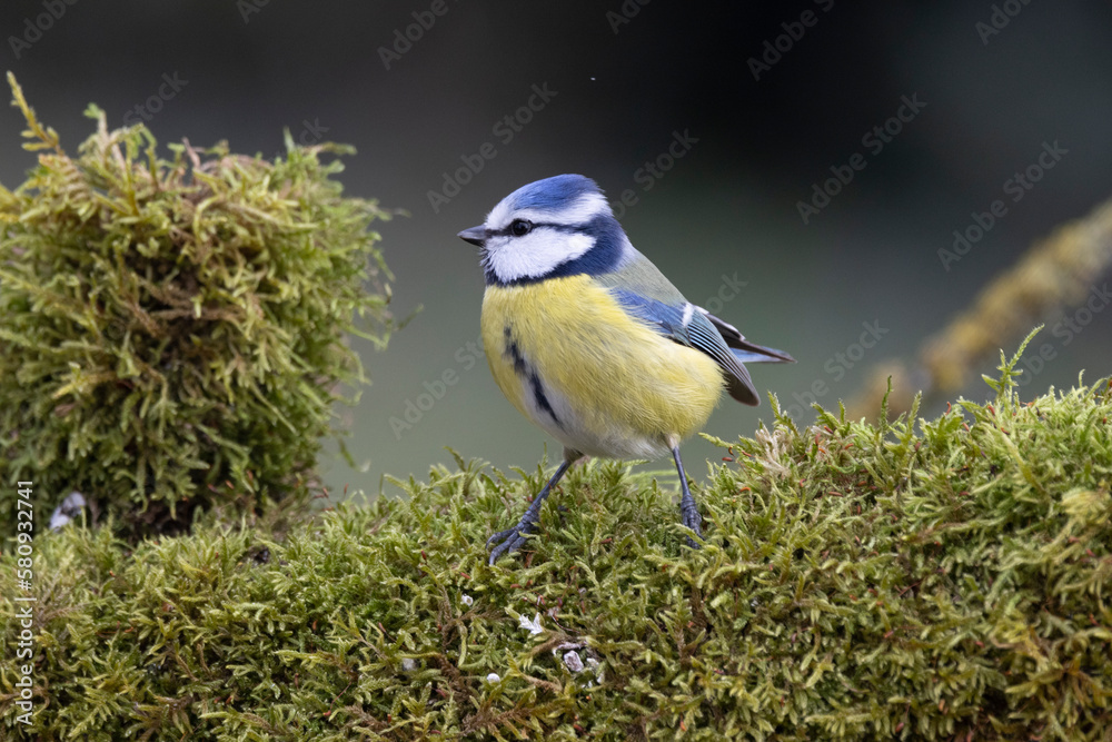 Obraz premium Blaumeise&nbsp;(Cyanistes caeruleu)
