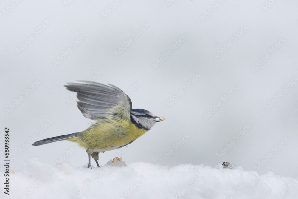 Fototapeta premium Blaumeise&nbsp;(Cyanistes caeruleu)