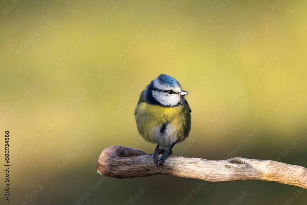 Fototapeta premium Blaumeise&nbsp;(Cyanistes caeruleu)