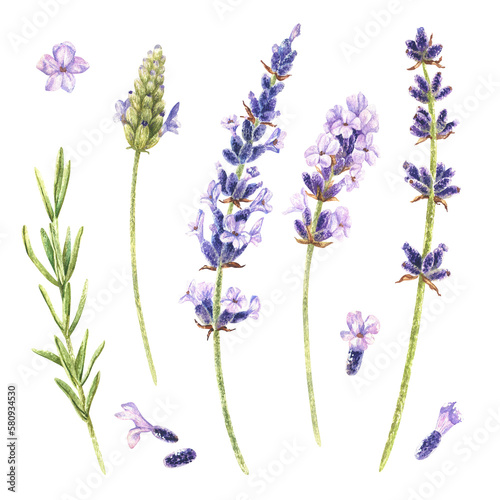 Watercolor botanical illustration. Set of lavender flowers. Isolated on a white background. Purple bouquet of field herbs. For packaging design of cosmetics, perfumes, incense, candles, aroma sachets