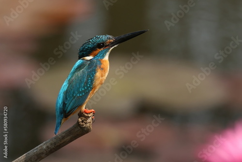 kingfisher on a branch