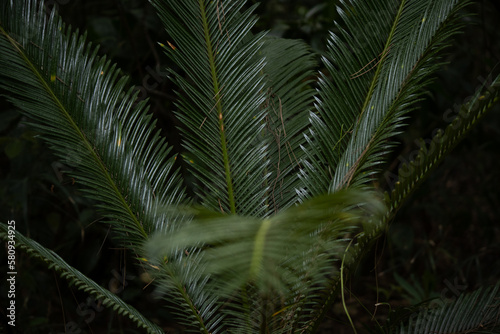 fern leaf in the forest