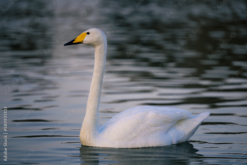Naklejka premium White swan swimming on a lake with dark water. The mute swan, Cygnus olor. Al Qudra Lakes, Dubai, United Arab Emirates.
