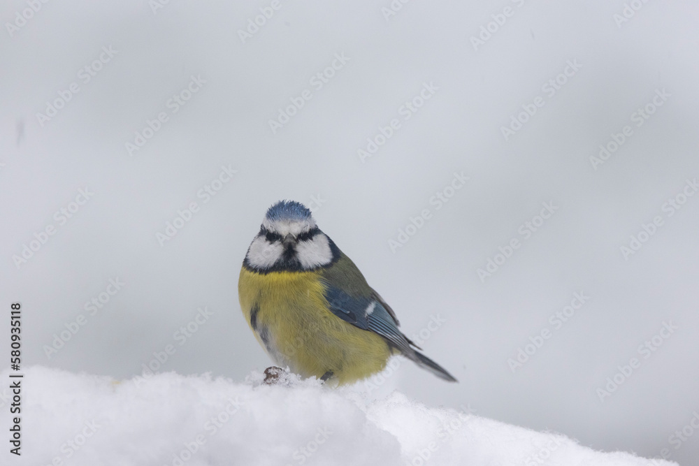 Fototapeta premium Blaumeise (Cyanistes caeruleu)