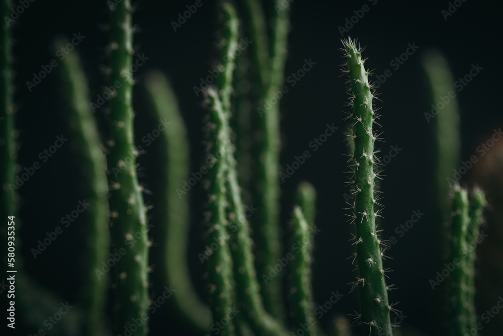 Close up green cactus texture in dark background 