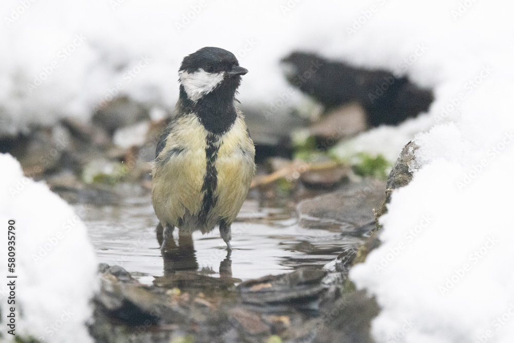 Kohlmeise (Parus major)