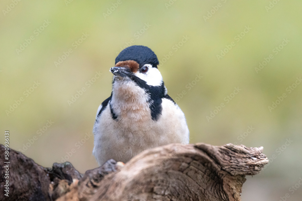 Fototapeta premium Buntspecht&nbsp;(Dendrocopos major)