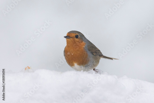 Rotkehlchen (Erithacus rubecula)