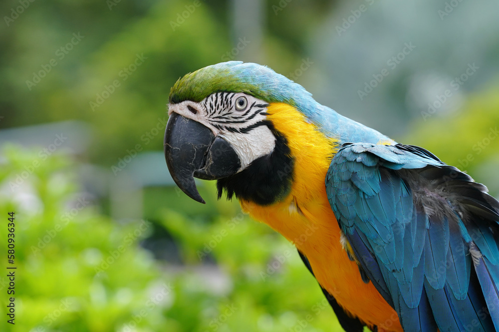 Parrot bird blue and gold , Blue and yellow macaw 