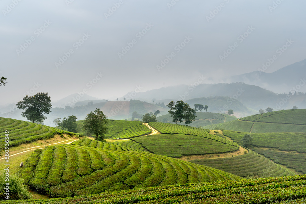 View panoramic Long Coc tea hill, Phu Tho province, Vietnam in an early foggy morning.Long Coc is considered one of the most bheautiful tea hills in Vietnam, with hundreds and thousands of small hills
