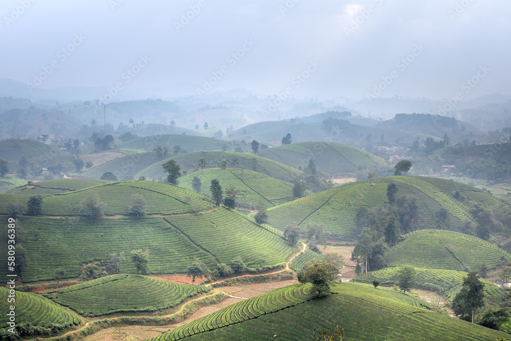 View panoramic Long Coc tea hill, Phu Tho province, Vietnam in an early foggy morning.Long Coc is considered one of the most bheautiful tea hills in Vietnam, with hundreds and thousands of small hills