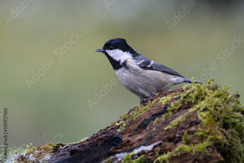 Tannenmeise (Periparus ater) 