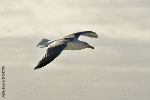 Sea gull flying beautifull sky and light nature wildlife