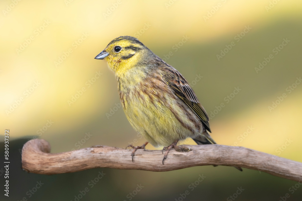 Goldammer (Emberiza citrinella) Goldammer (Emberiza citrinella)
