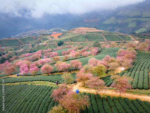 Cherry tree on tea hill flowers blossom bloom in spring in Sa Pa, Vietnam. Picture seen from above