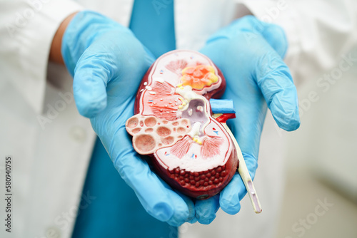 Foto Chronic kidney disease, doctor holding model for treatment urinary system, urology, Estimated glomerular filtration rate eGFR