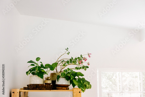 Potted plants on shelf against white wall