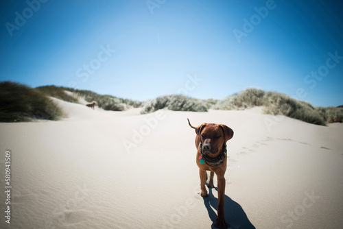 Dog walking on sand against clear blue sky photo