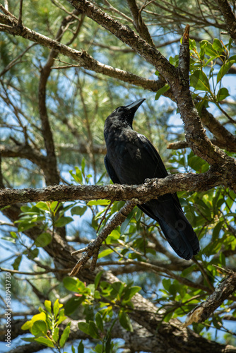 crow on a tree