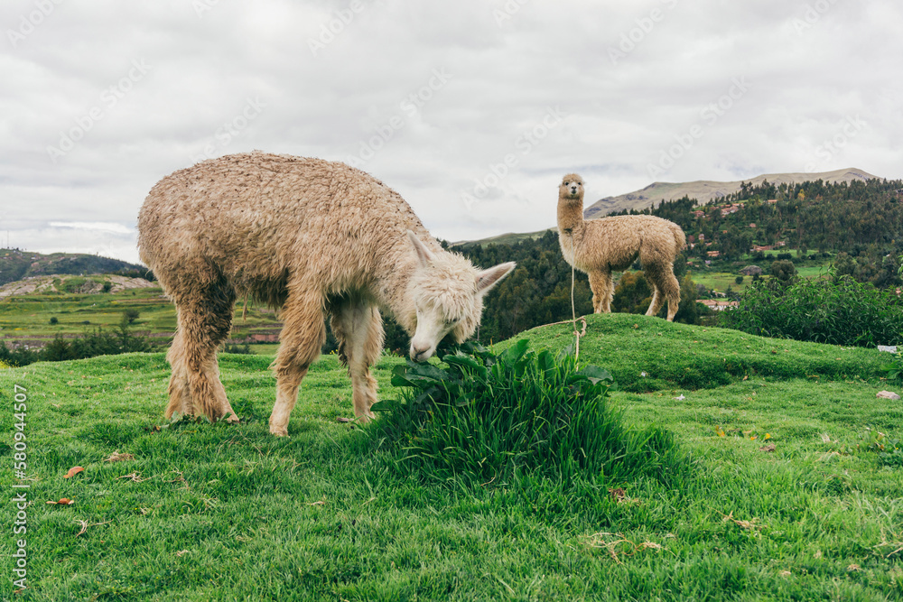 Llamas grazing on grassy field against cloudy sky