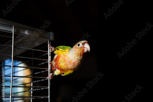 Close-up of sun parakeet on cage in darkroom photo