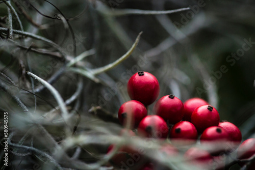 High angle close-up of berry fruits growing on tree