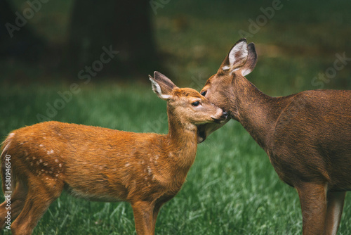 Deer with fawn on field photo