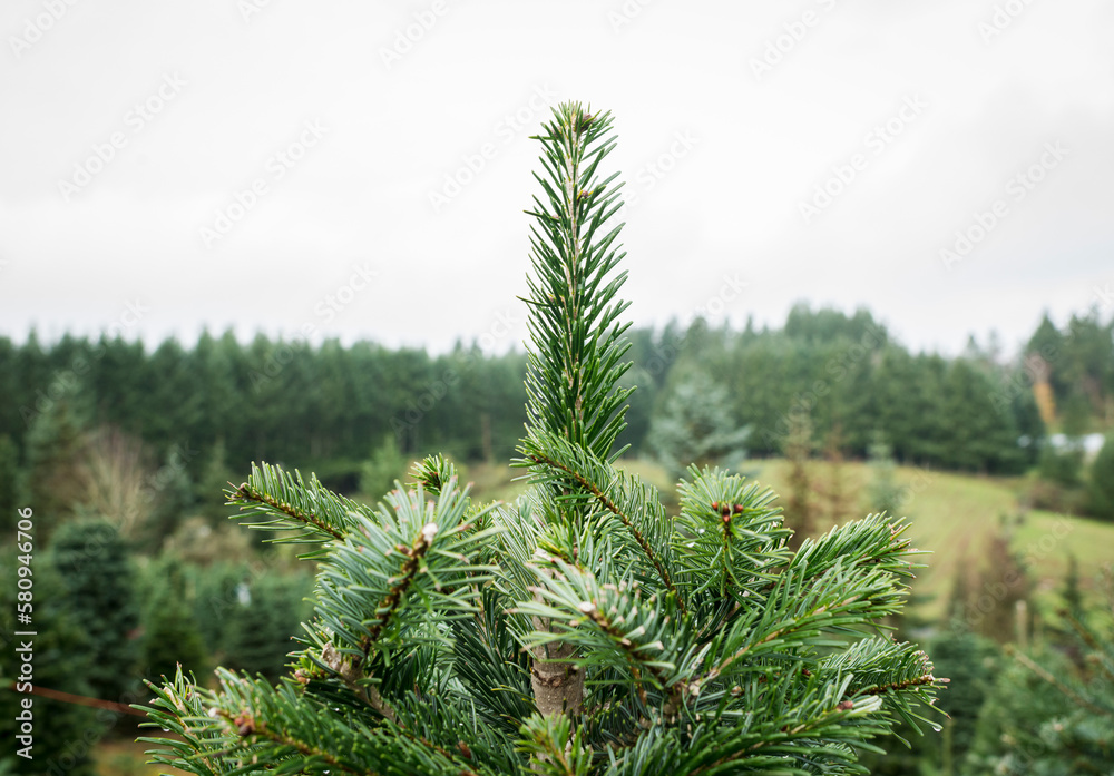 Pine trees growing on field against sky at farm Pine trees growing on field against sky at farm