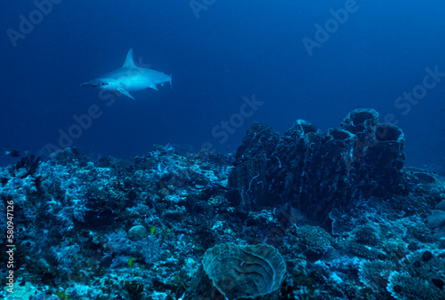 a hammerhead shark floating at Banda sea photo