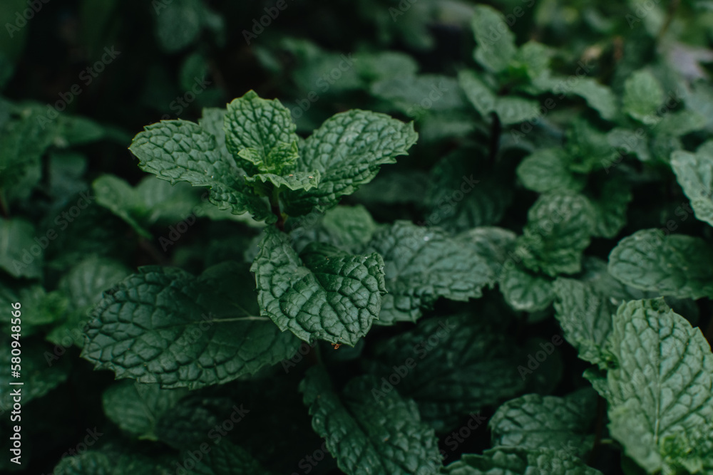 Close up of fresh mint plant grow background.
Close up of fresh mint plant grow background.