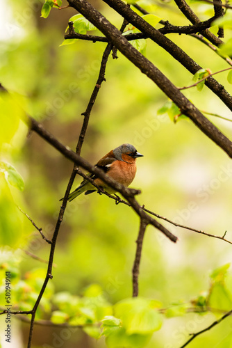 A small bird with a red breast sits on a tree branch against a background of green foliage