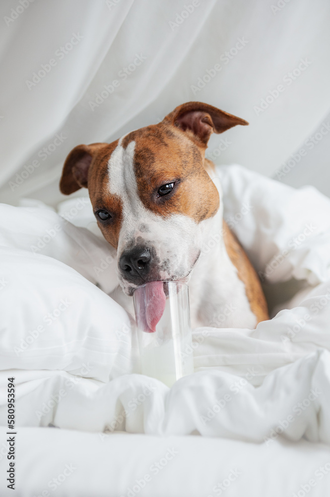 American staffordshire terrier dog lying in the bed with a glass of milk