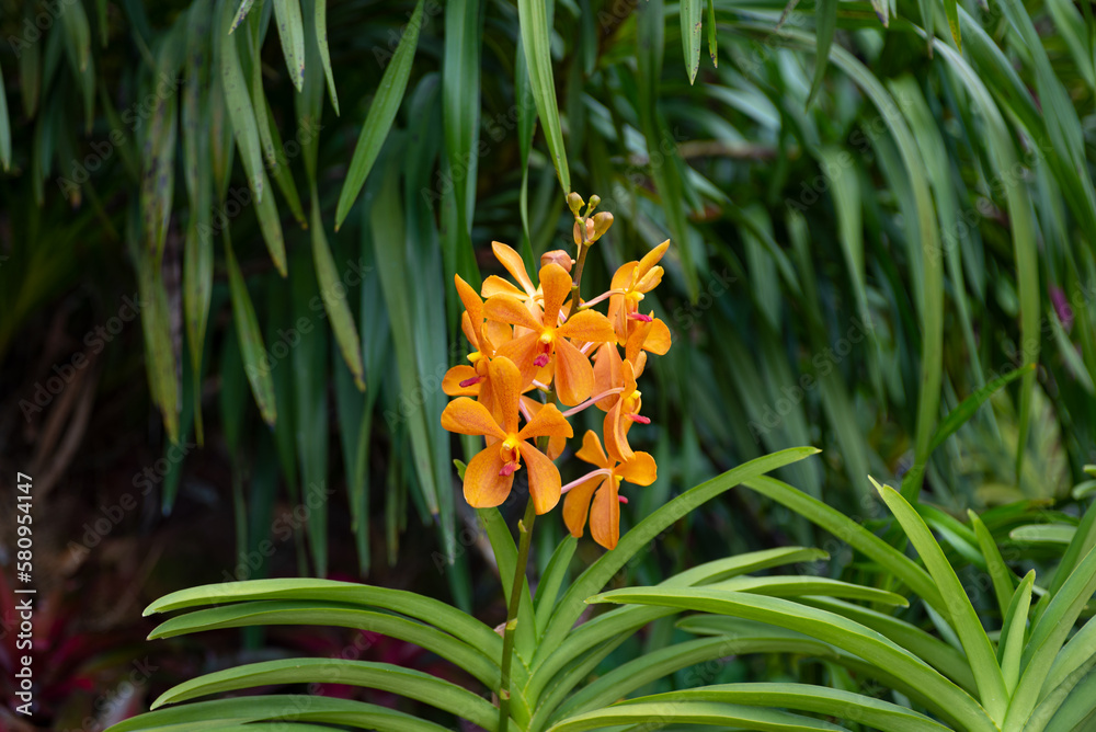 Closeup shot of an Aranda Moonlight orchids flower isolated on green background in a greenhouse orchids garden Closeup shot of an Aranda Moonlight orchids flower isolated on green background in a greenhouse orchids garden