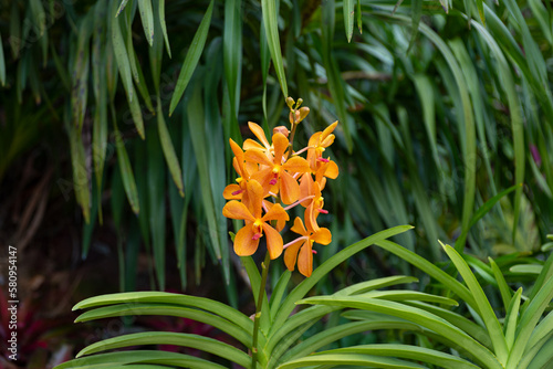 Closeup shot of an Aranda Moonlight orchids flower isolated on green background in a greenhouse orchids garden