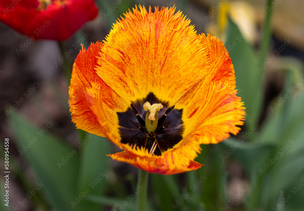 Yellow and orange tulips flowers blooming in a garden Yellow and orange tulips flowers blooming in a garden