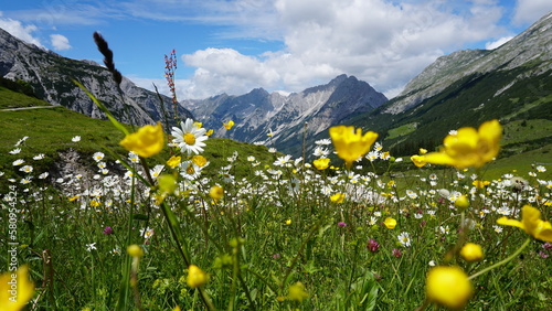Tableau sur toile Eine schöne Blumenwiese im Karwendel