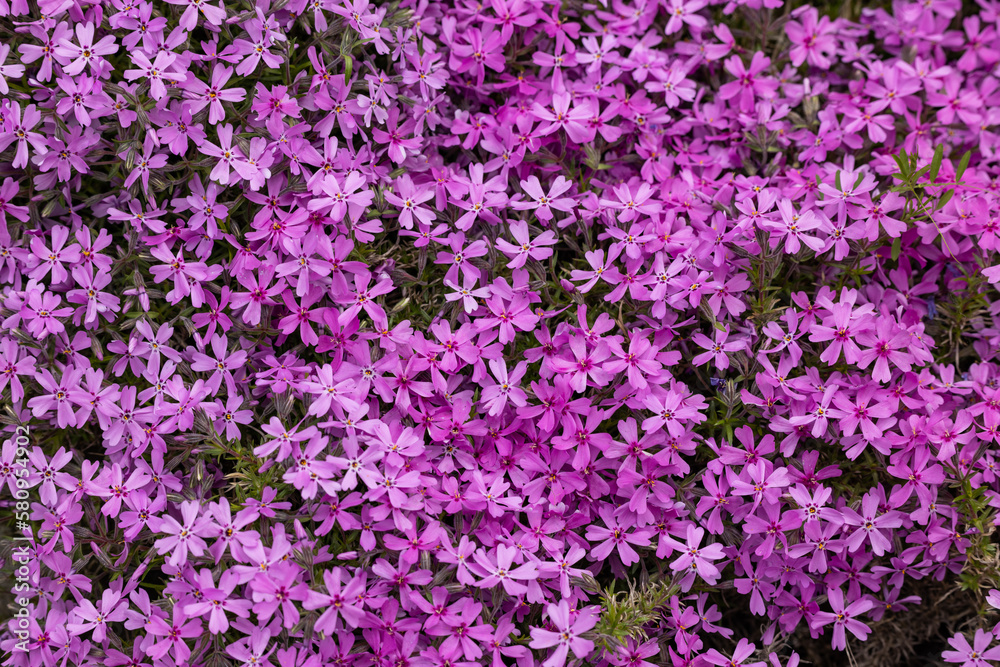 lilac aubrieta deltoidea flowers in the garden. lilac aubrieta deltoidea flowers in the garden.